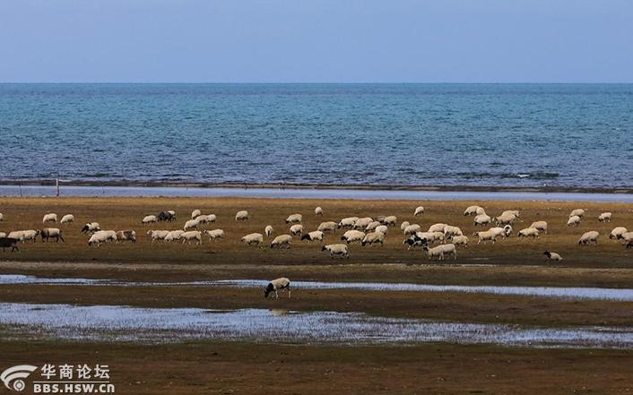青海湖岸邊的肥羊