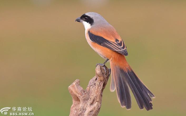 湿地公园记录鸟影