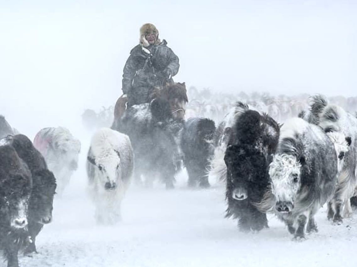 零下43℃！蒙古国经历自1975年以来最寒冷天气