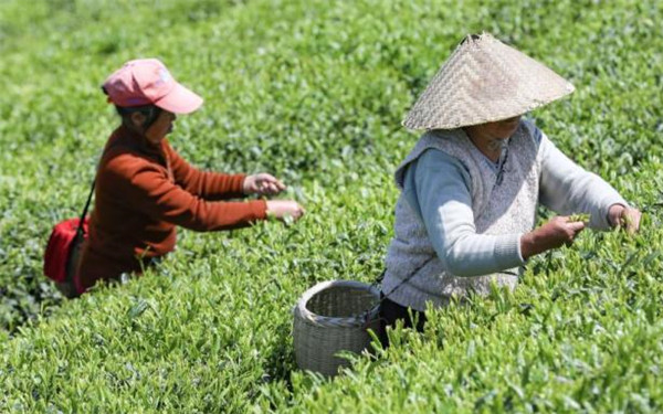 申遗成功！关于中国茶这10大知识点你必须知道