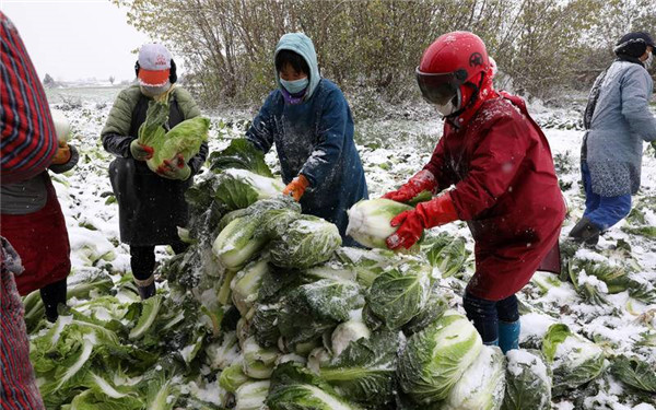 西安鄠邑区约5000亩优质蔬菜需销路 萝卜白菜每斤仅0.18元