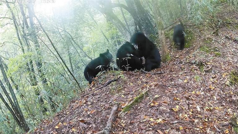 罕見“四熊同框” 亞洲黑熊嬉戲打鬧 “玩壞”紅外相機