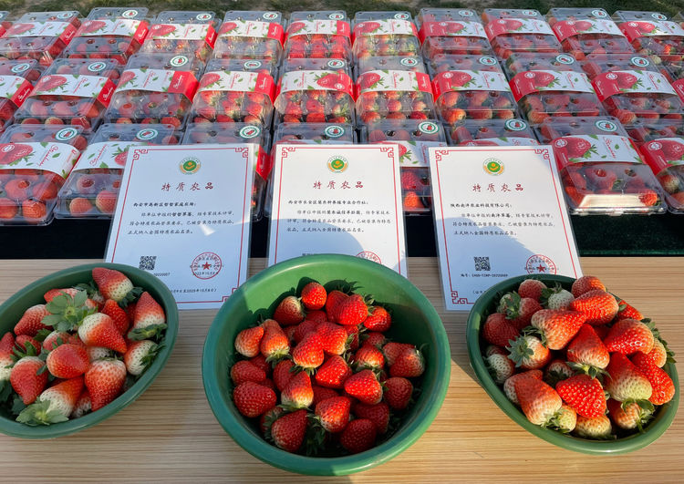 西安高新區：草莓變“網紅” 助力鄉村振興
