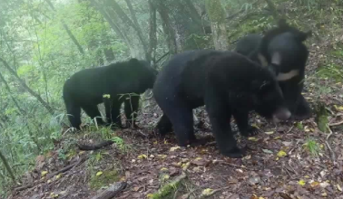 四只黑熊“親子共游” “熊孩子”玩壞紅外相機
