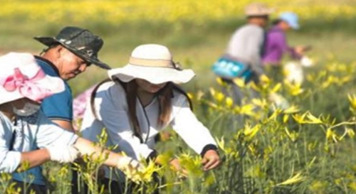 “中國黃花之鄉”打造現代農業產業示范發展新模式