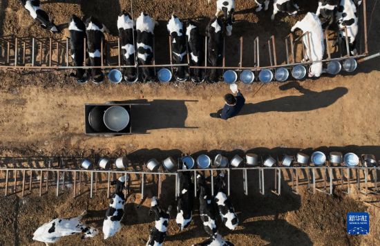 河北新河：大學生回鄉創業養牛帶領群眾致富