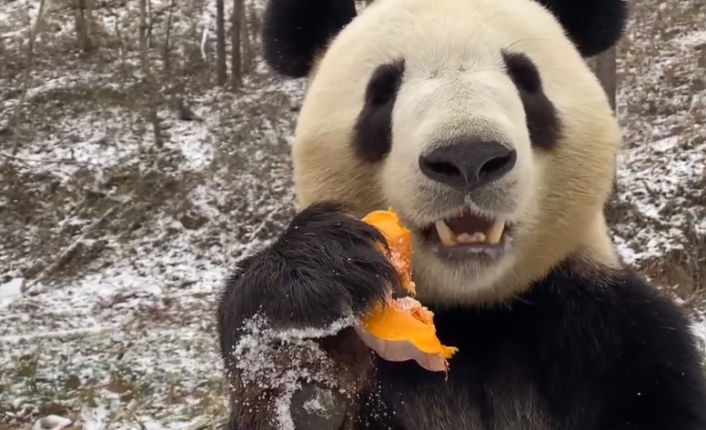 听听就饿了！秦岭大熊猫吃南瓜的声音太上头了
