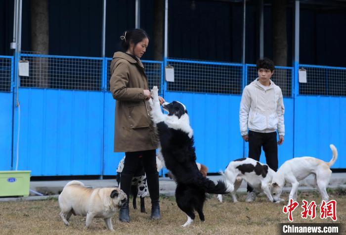 寄养基地工作人员正在陪狗狗玩耍。　王磊 摄
