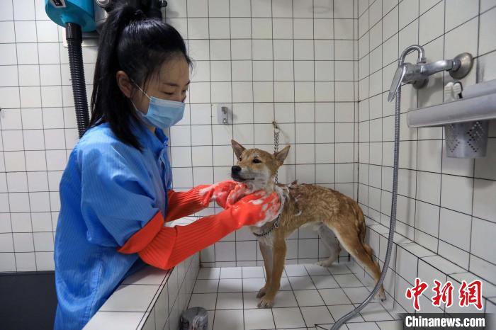 宠物店工作人员正在忙着为宠物洗澡。　王磊 摄