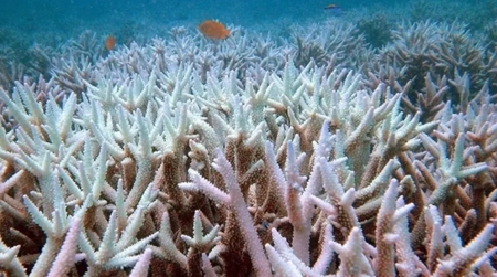 科学家揭示珊瑚的高温驯化适应机制