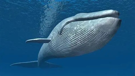 鲸鱼体型为何变得巨大? 4个基因凸显作用