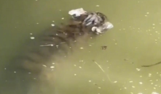 上海动物园一幼虎疑似掉入水中被淹死 园方：正在调查中