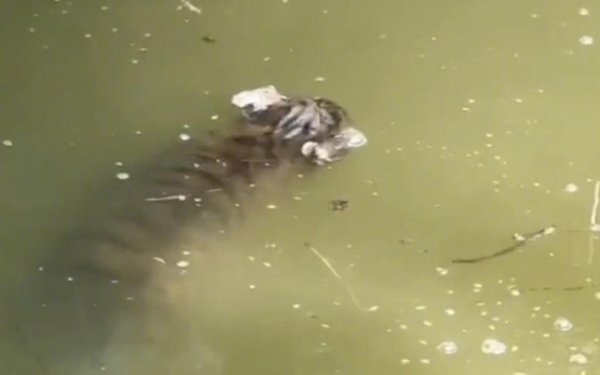 上海动物园通报一小老虎溺亡：当天3只老虎幼崽落水 2只救起1只溺亡