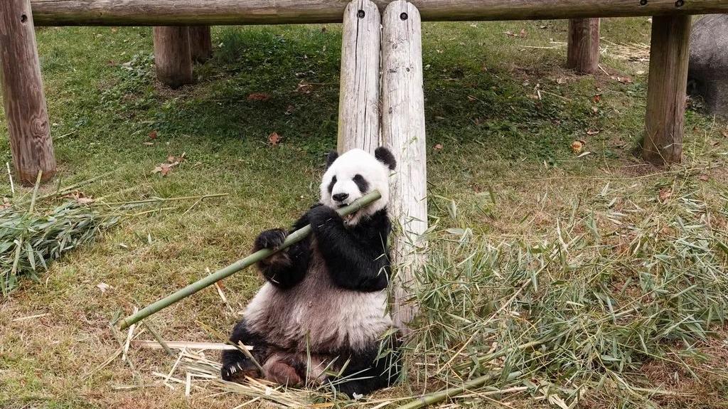 25岁旅美大熊猫“乐乐”离世 死因“尚未确定”