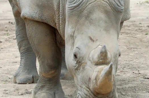 2个月体重100斤 西安秦岭野生动物园白犀宝宝征名