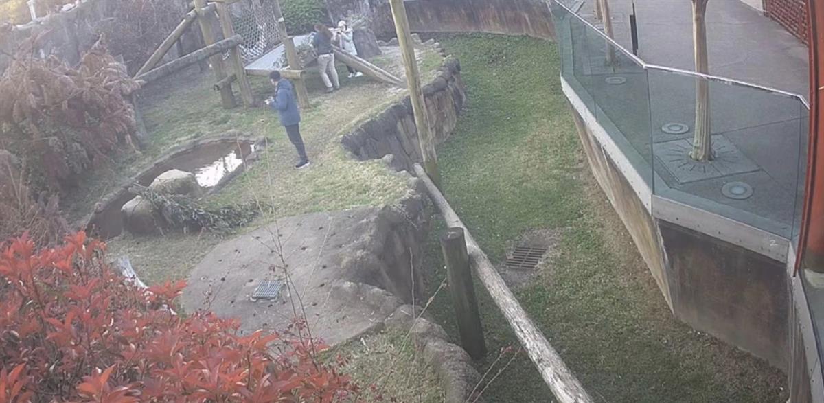 中国专家出现在熊猫丫丫外场，检查居住环境和食物