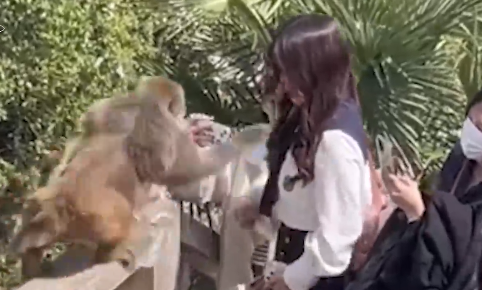 女子景区给猴子喂食反被掌掴 景区：如受伤可报销
