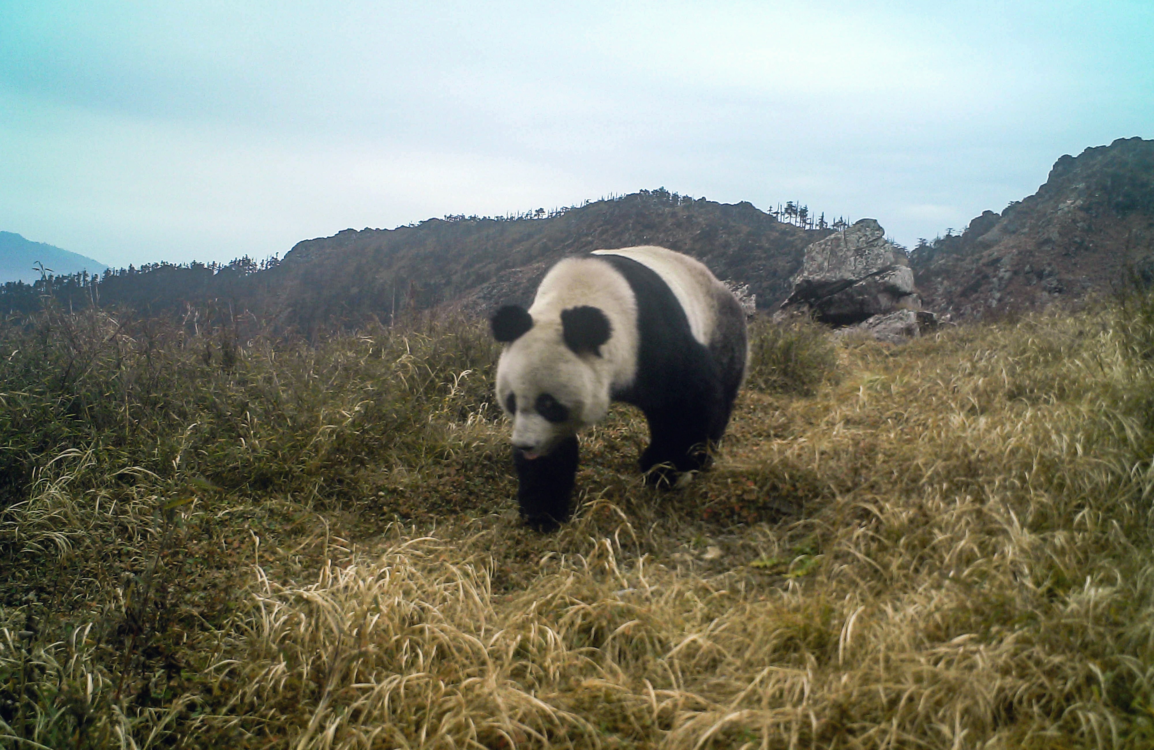 5个月11次来打卡！大熊猫爱上光头山这部红外相机
