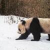 5个月11次来打卡 大熊猫爱上光头山这部红外相机