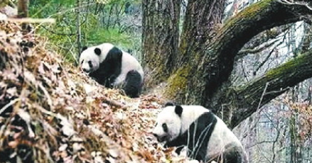 大熊猫如何求爱？