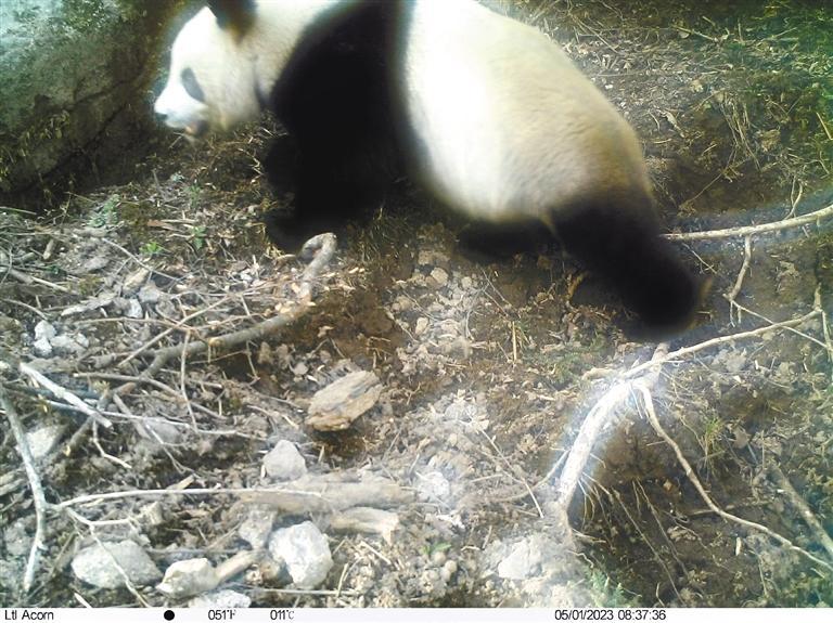野生大熊猫首次现身周至保护区108国道东侧