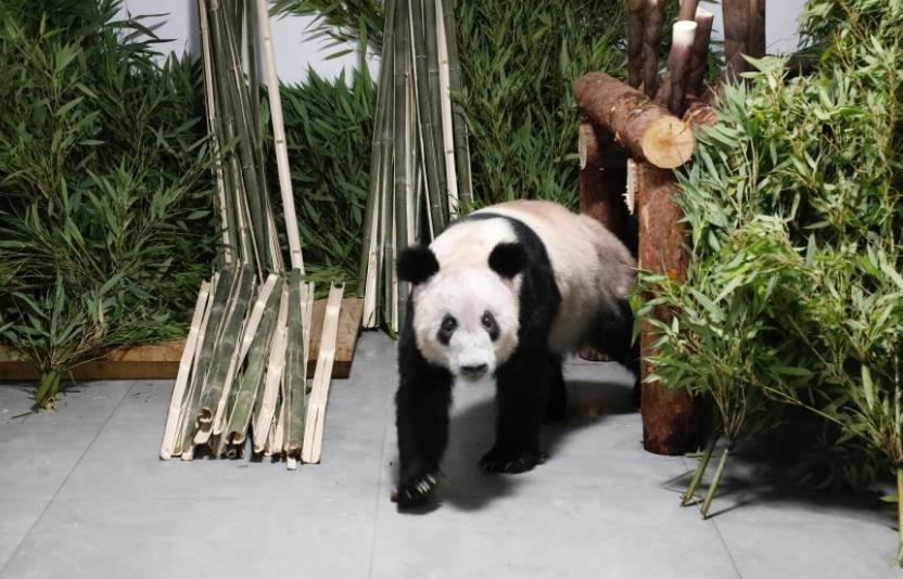 大熊猫“丫丫”平安回到北京动物园 需静养现不对外展出
