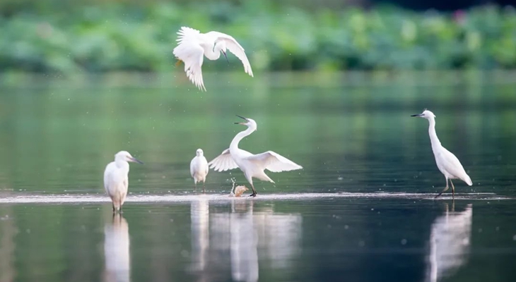 6月1日起《陕西省湿地保护条例》正式施行