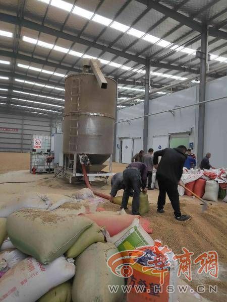 17台烘干机烘干能力达7655吨！西安市首批夏粮烘干服务点已“派上用场”