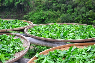 助力茶产业发展 共享茶生活盛会