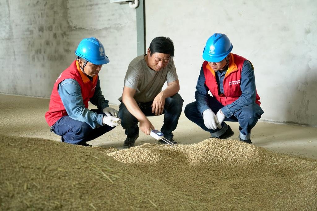 工作人员正在陕西省西安市鄠邑区渭丰街道真守村完成收获的临时烘干厂房内检查小麦含水量。新华社记者刘彤摄