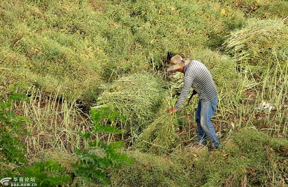 收获油菜籽的农民!