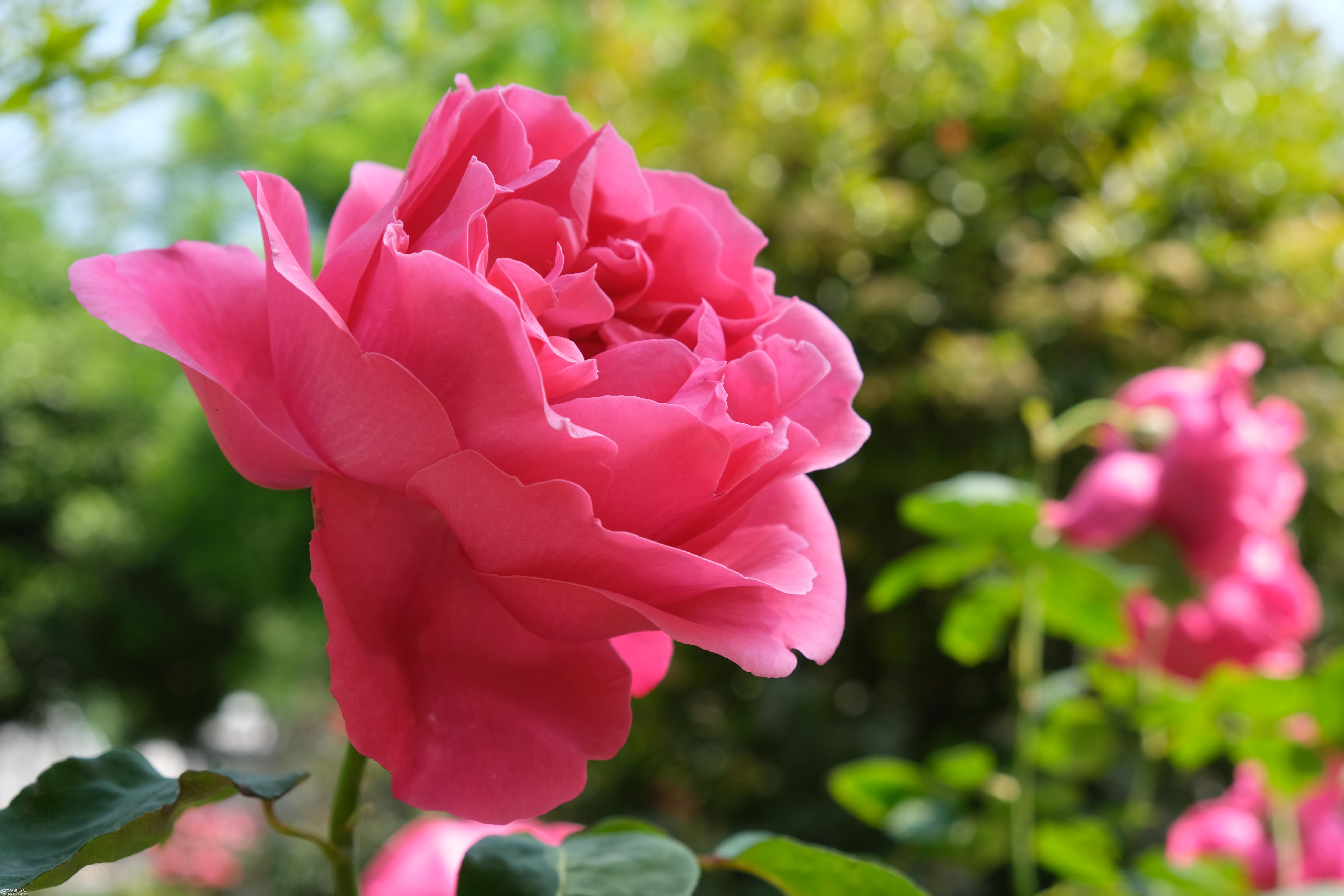 4.28日"咸阳.蓝波湾温泉世界/玫瑰花海"旅游考察一日游