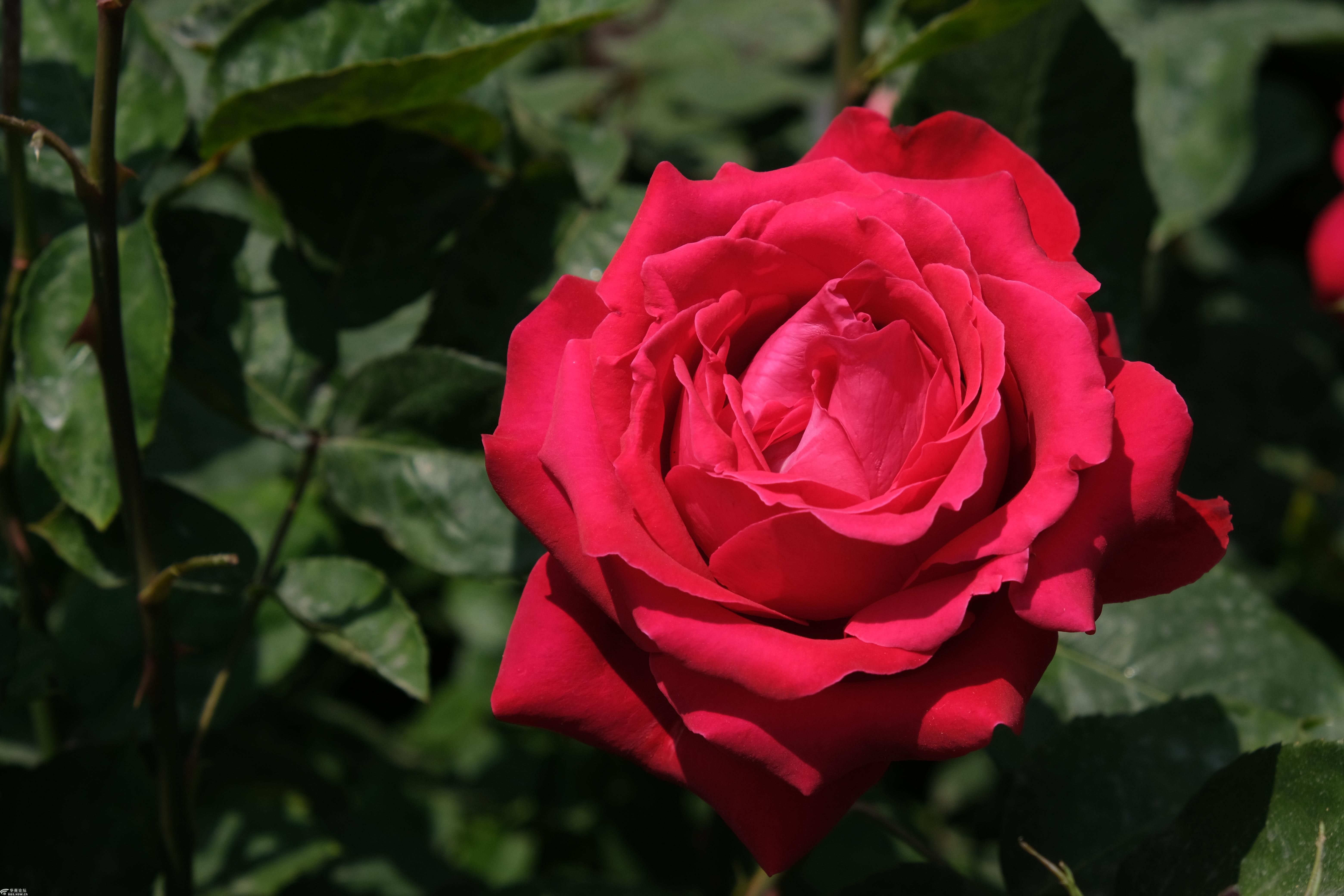 2020428日咸阳蓝波湾温泉世界玫瑰花海旅游考察一日游