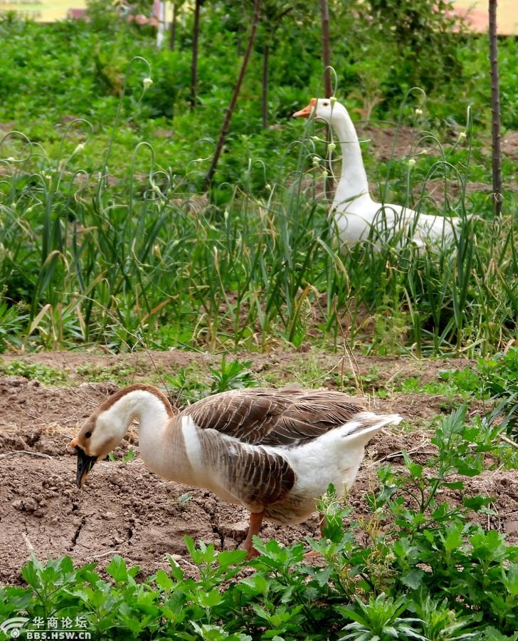 农民放养的家鹅!