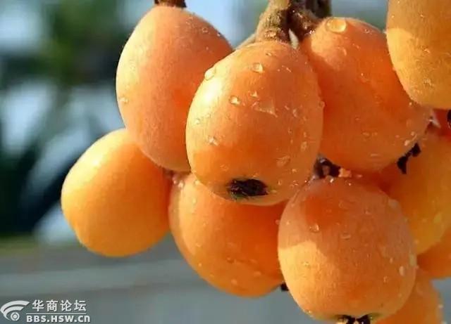 惠享旅游古徽州采风516523新安江枇杷节宏村西递阳产土楼双飞4日