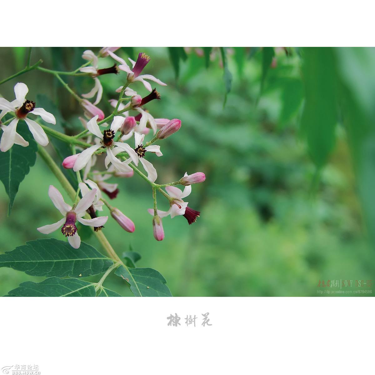 夏日花开白如雪冬天果熟红胜火火棘花附楝树花