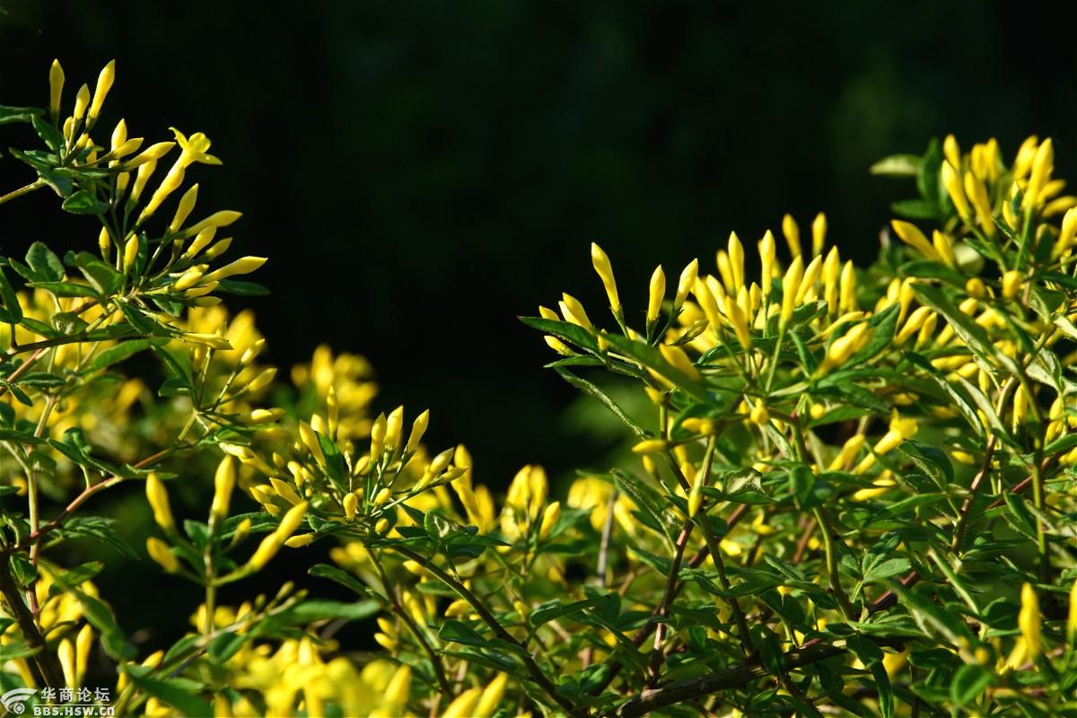 主题:金黄的迎夏花