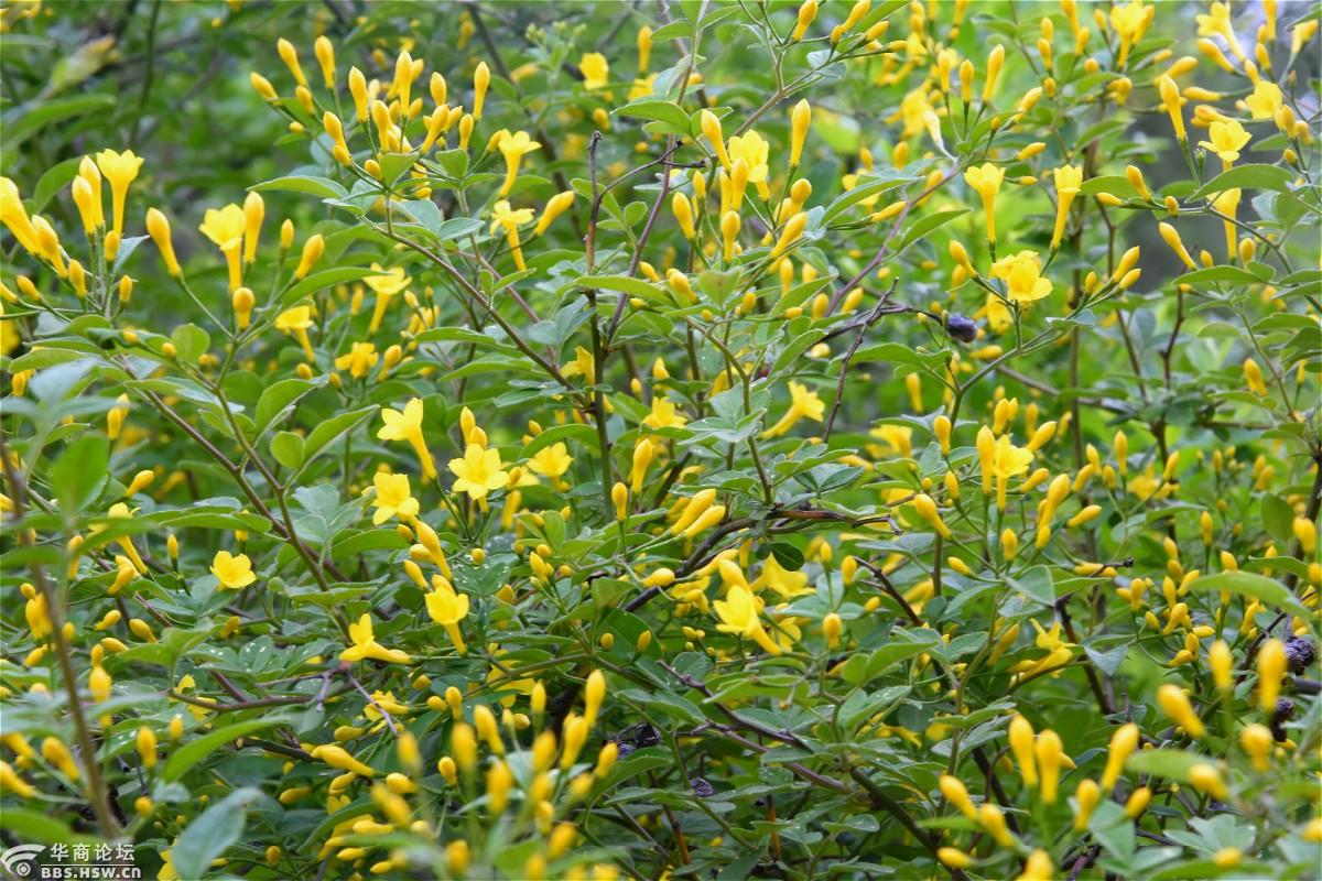 金黄的迎夏花