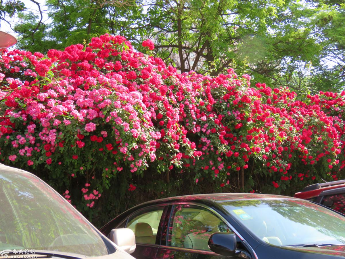 停车场的花围墙