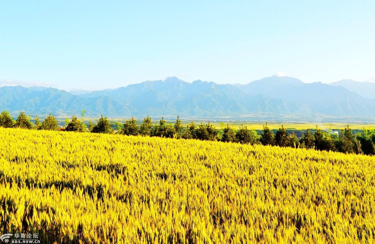 新冠疫情全球蔓延背景下的金色麦田