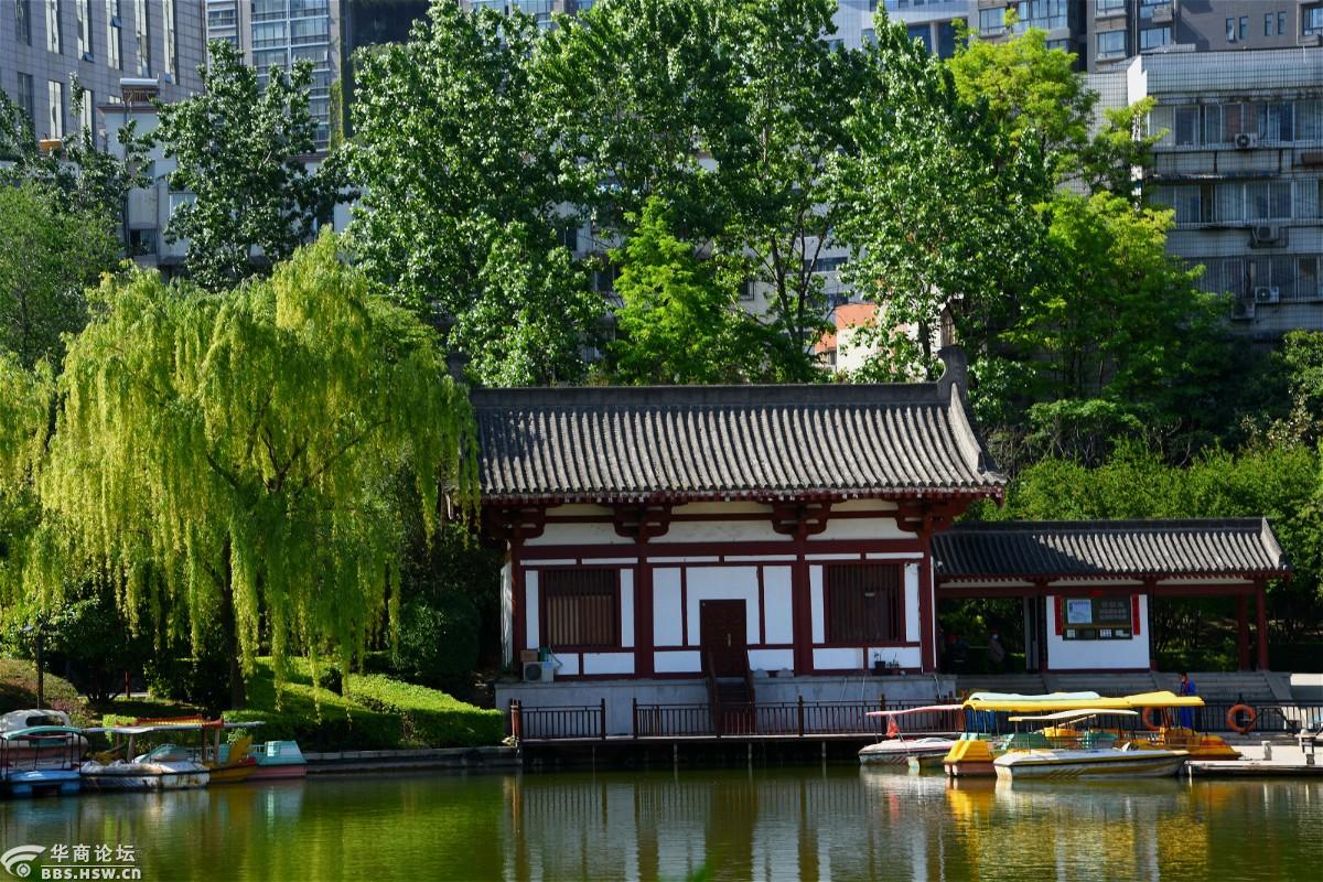 夏日的丰庆公园