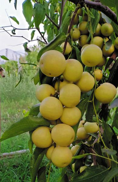 瓜甜果香"钱"景广