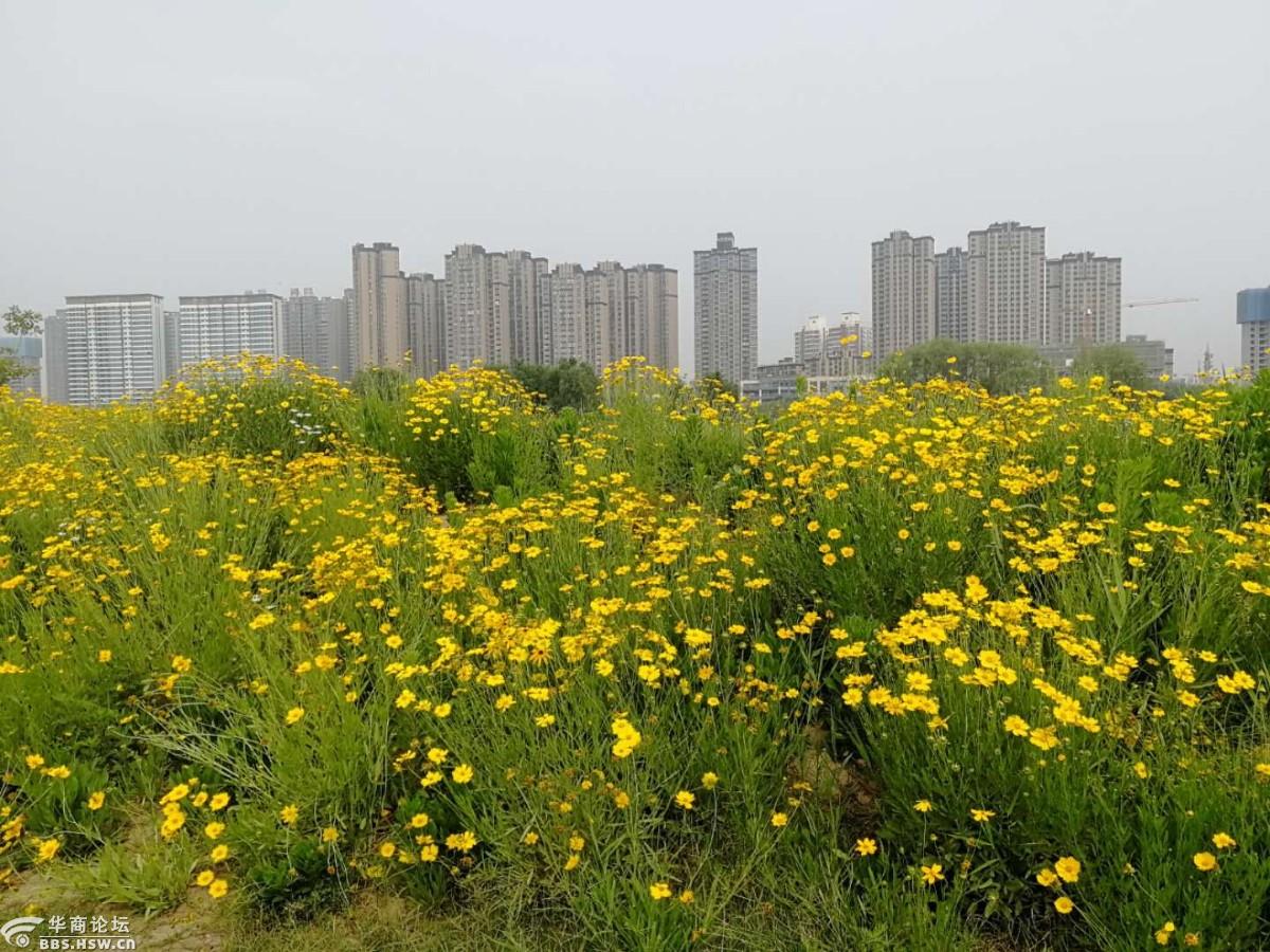 渭河南岸绽放的花海