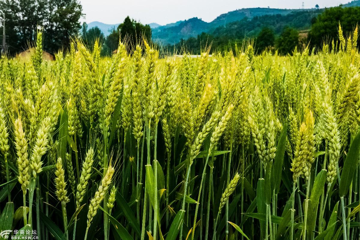 小满节气看麦田