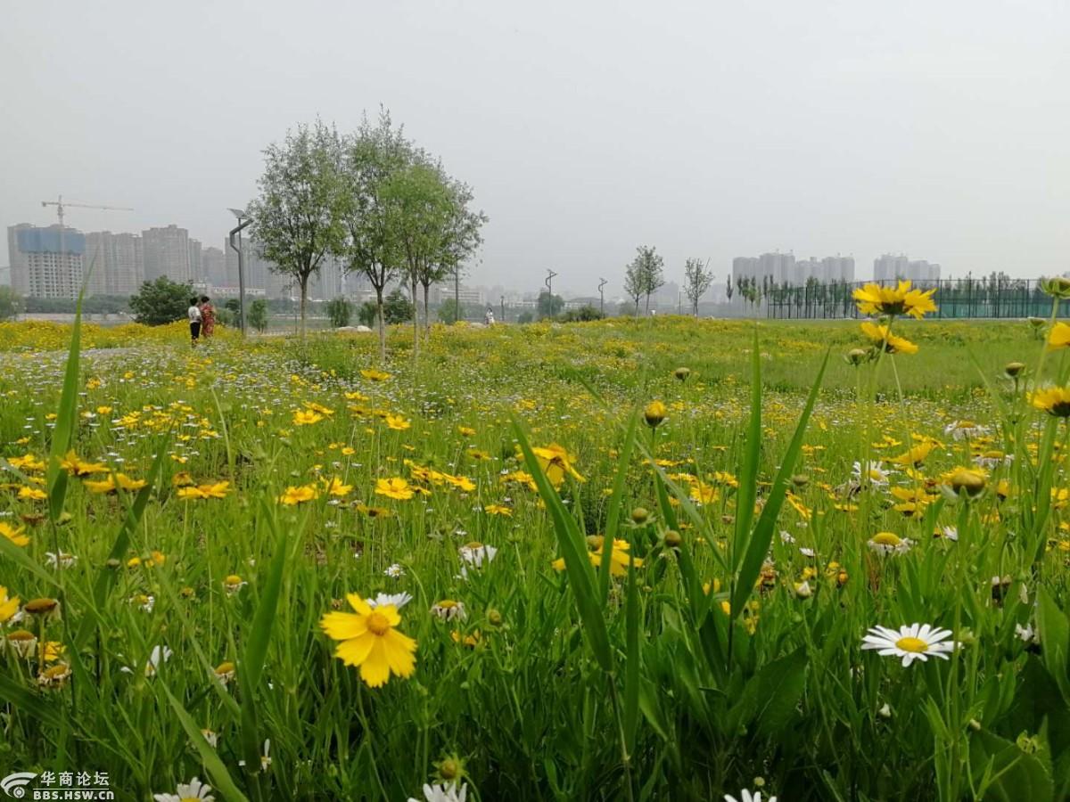 渭河南岸绽放的花海