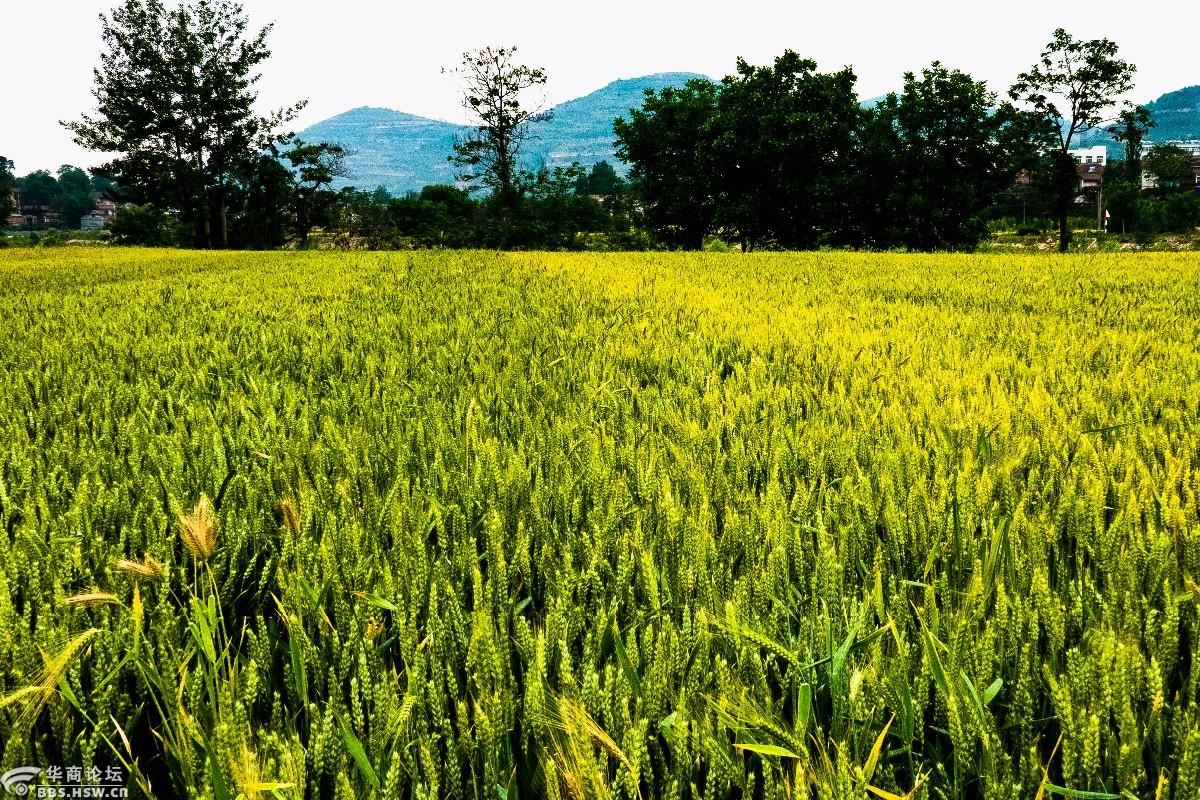 小满节气看麦田