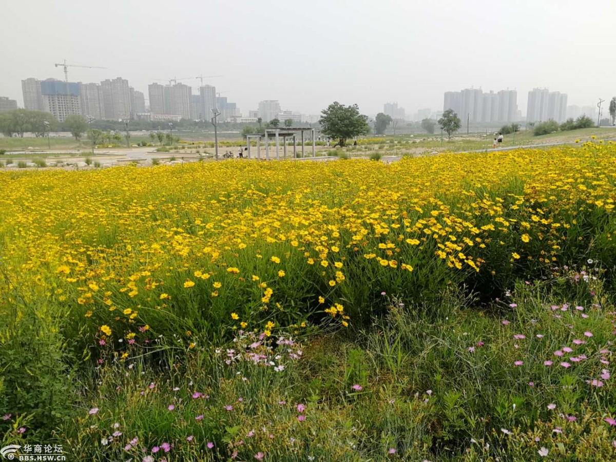 渭河南岸绽放的花海