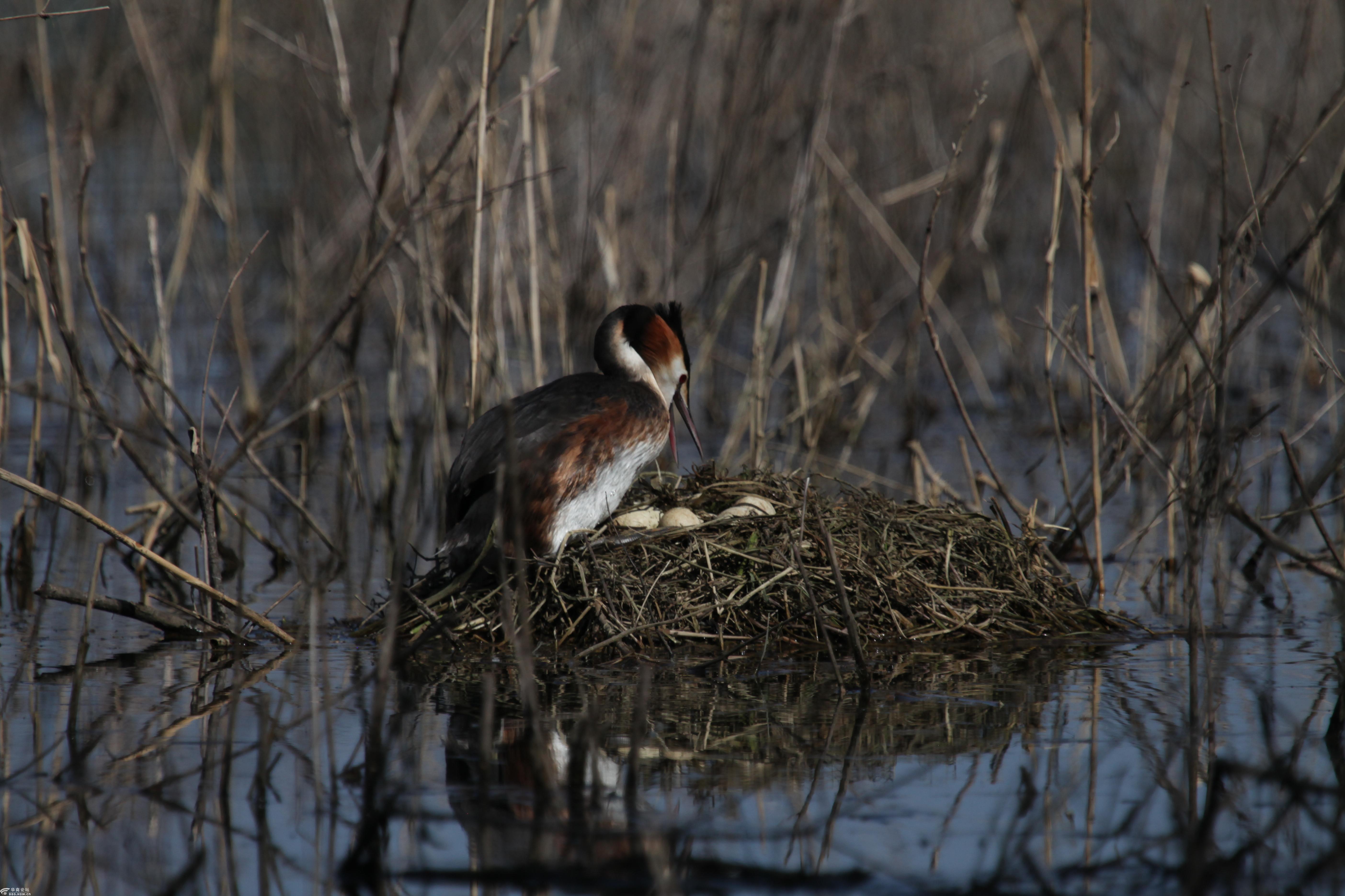 凤头䴙䴘一次孵化幼鸟全过程