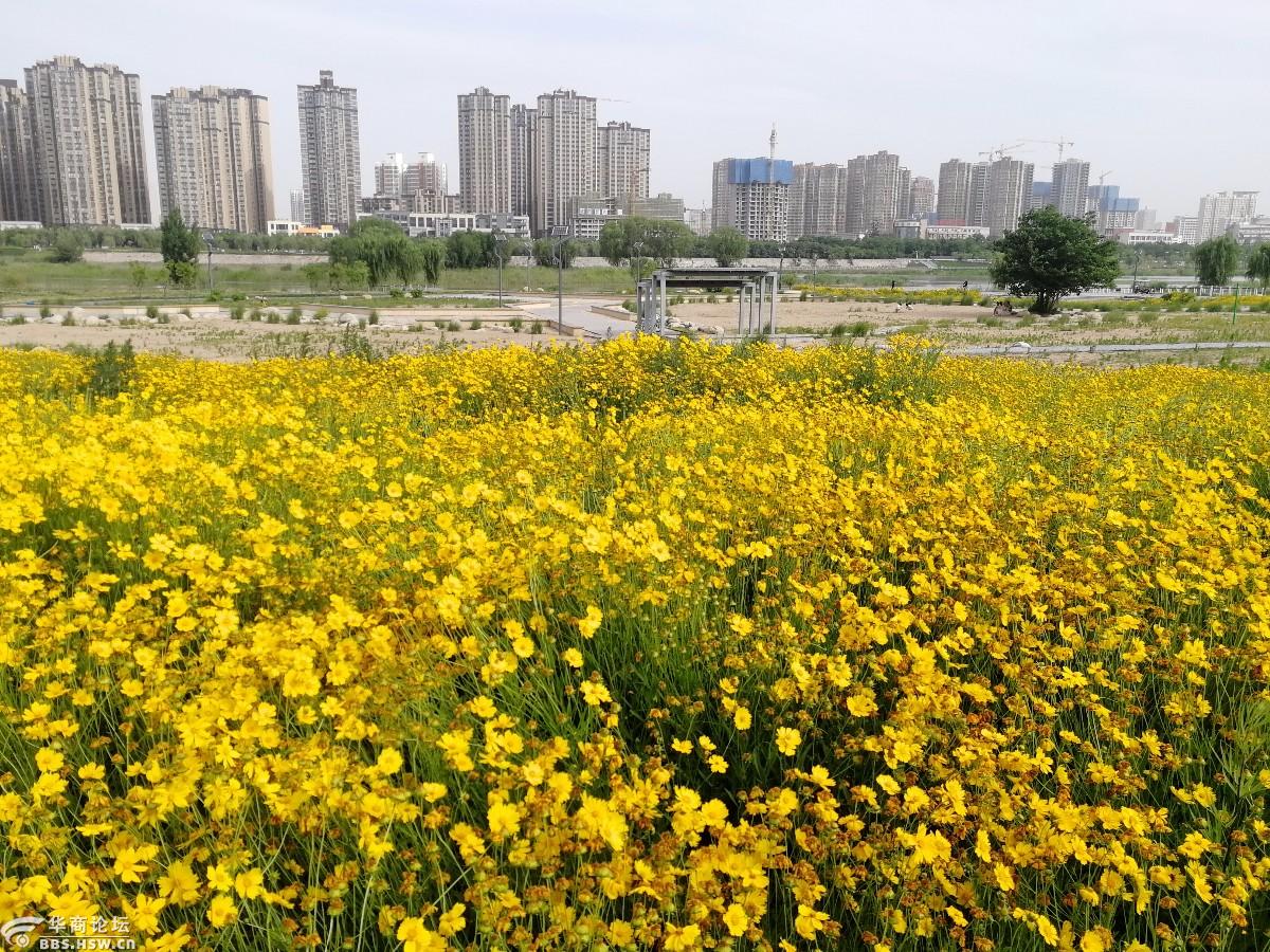 渭河南岸绽放的花海