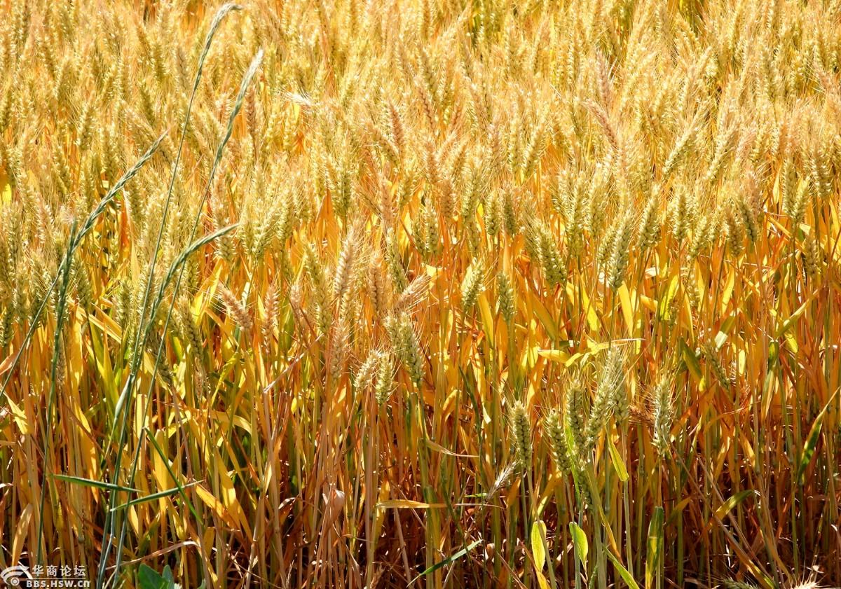 小麦丰收在望农民心中高兴!